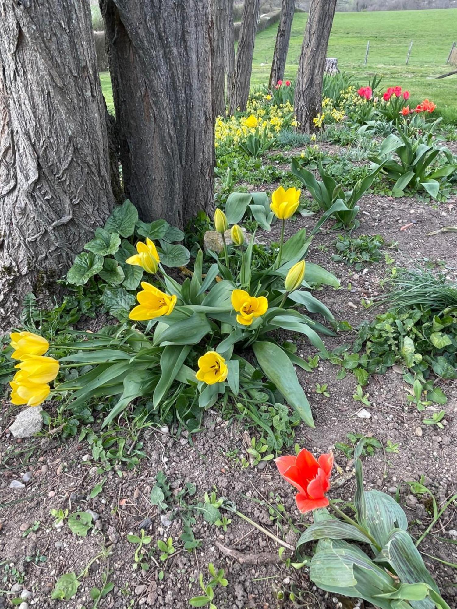 Masoe Des Chatards Neuilly-le-Réal エクステリア 写真